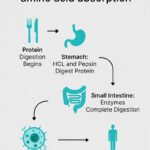 The Protein Absorption Problem