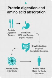 The Protein Absorption Problem