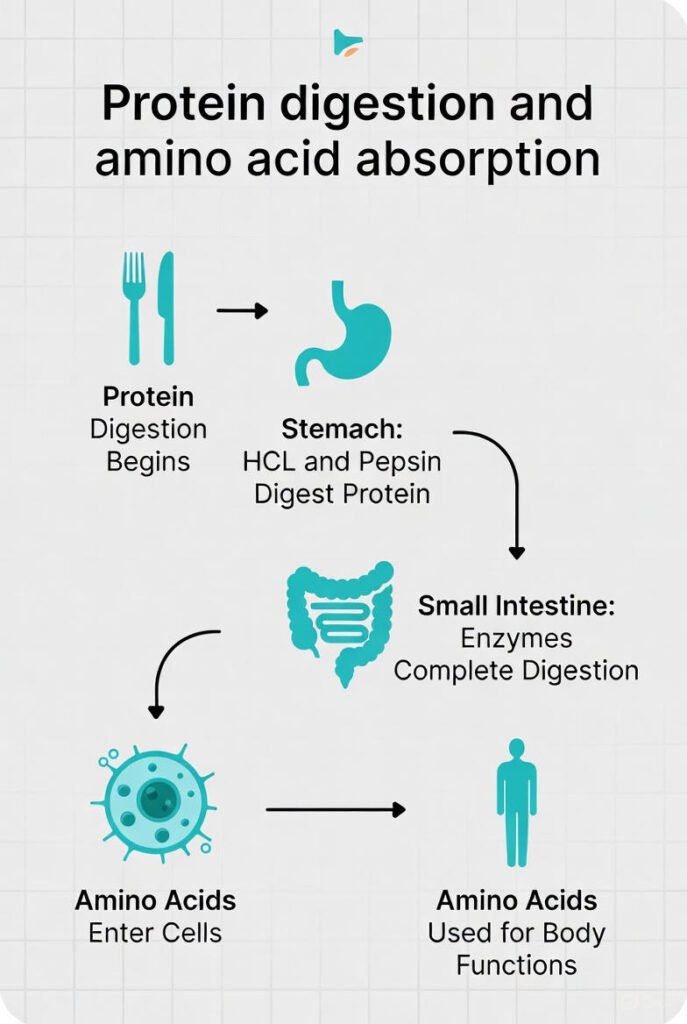 The Protein Absorption Problem
