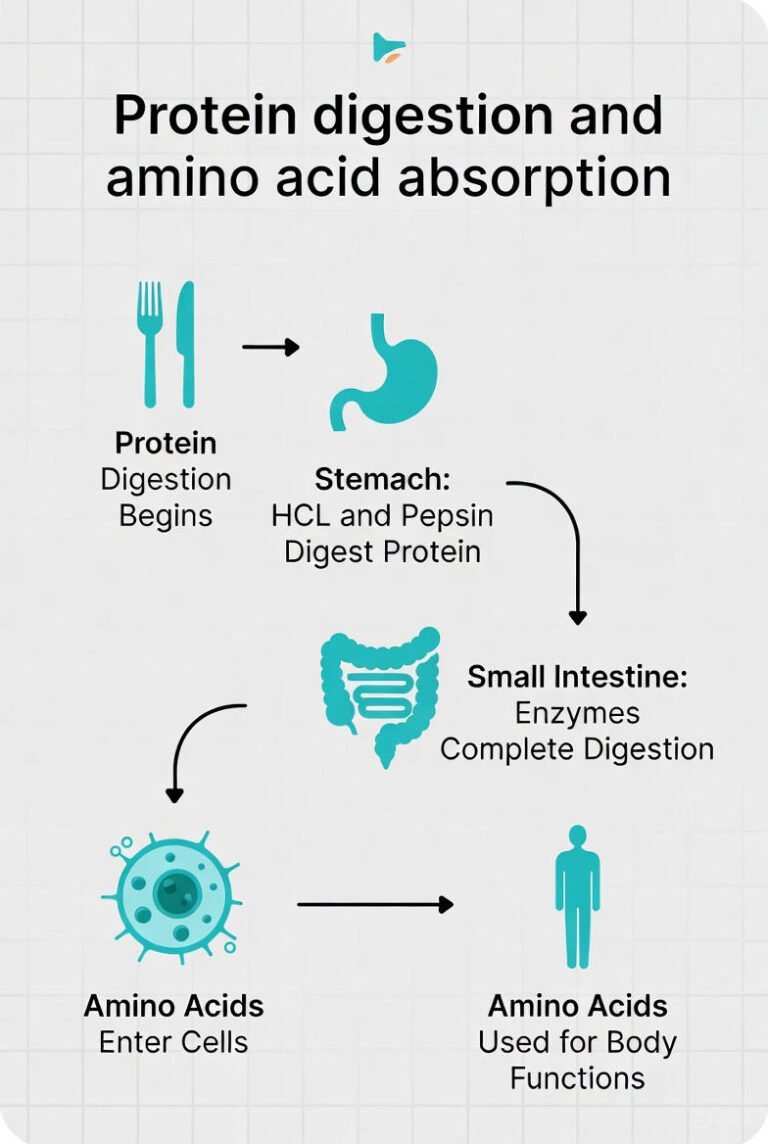 The Protein Absorption Problem